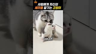 자신의 새끼를 맡기는 어미 고양이 [upl. by Jada]