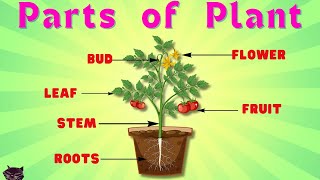 Parts of plants  Different parts of plants  Part of plants and their functions  Parts of a plant [upl. by Erlond]