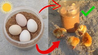 How to hatch chicken eggs in sunlight  How to hatch chicken eggs sunlight at home [upl. by Rednasyl]