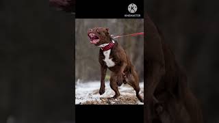 Top 10 most dangerous breed dog Pitbull Rottweiler German shepherd [upl. by Hasile950]