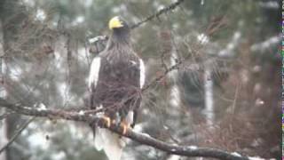 オオワシ VS オジロワシ Stellers Sea Eagle VS Whitetailed Eagle [upl. by Enilesoj517]