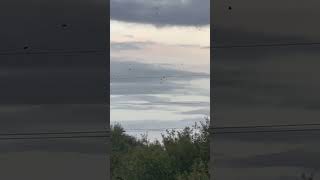 Roosting Flock Of Rooks Flying Above Pylon avian nature birds [upl. by Divadnahtanoj]