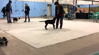 Foundation puppy training  Fenton MI [upl. by Llorrac]