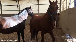 Thoroughbred Horse Breed Successful Horse Breed Tyt Equestrian [upl. by Celina]