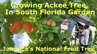 Growing Jamaica’s National Fruit  Ackee Tree  South Florida Garden [upl. by Gerlac344]