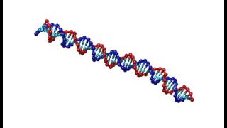 Thermal motion of DNA duplex [upl. by Free152]