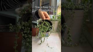 How to Keep String of Pearls Alive shorts plants propagation houseplants plantcare [upl. by Plume57]