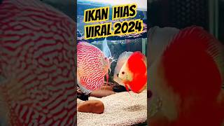 Prediksi Ikan Hias Terpopuler Tahun 2024 ikanhias arwana koi koki discus cupang shorts [upl. by Ebbarta957]