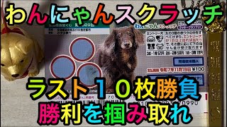 ラスト１００枚目【わんにゃんスクラッチ】猫派でも当てれるのか⁉︎ [upl. by Kciregor]