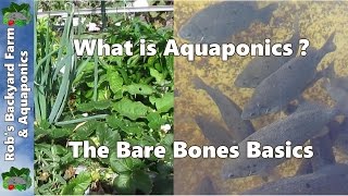 WHAT IS AQUAPONICS the Bare Bones Basics [upl. by Ellives615]