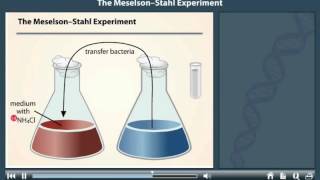 Meselson and Stahl Experiment [upl. by Madison176]