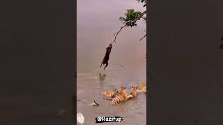 Monkey jumps to the water between the tigers wow… [upl. by Hayott652]