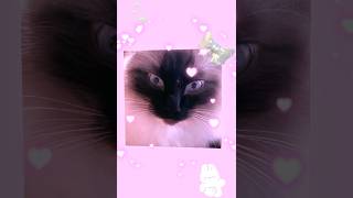 Cute Ragdoll Cat cats cute ragdolls ragdollcat cuteanimals ragdoll edit shorts [upl. by Ranee]