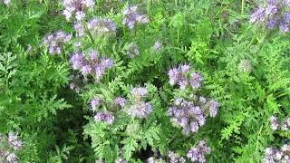 Lacy Phacelia Be the BEES’ BFF [upl. by Mahsih]