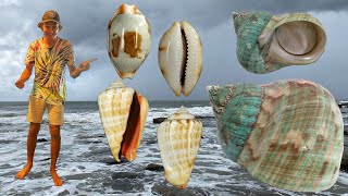 I FINALLY FOUND A HUGE RARE TURBO SEASHELL Beach Combing JACKPOT after a storm Shelling Down Under [upl. by Aleck]