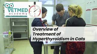 Overview of the Treatment of Hyperthyroidism in Cats [upl. by Sugar]