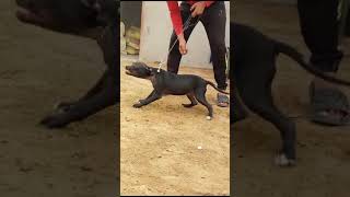 Apbt  fighter  game dogsdoglover viralvideo apbtlife [upl. by Hadsall]