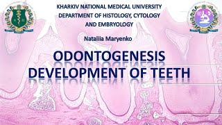 Odontogenesis development of teeth [upl. by Lauri]