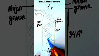 how to draw dna  dna diagram easy  easy dna diagram  DNA diagram easy easydrawing [upl. by Amaral374]