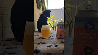 LIMESTONE COAST  HORNBLOWERS HAZY NEIPA 65 abv [upl. by Yboc]