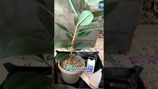 Pruned my rubber tree See pinned comment plants indoorplants houseplant plantgoals [upl. by Naejeillib899]