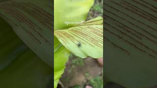 💿 Metallic Blue Color Spider asmr nature metallicbluespider jumpingspiders insects smallspider [upl. by Maon]