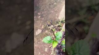 Dragonflies✨shortsyoutubeshortstrendingshortshortvideoyoutubeviralvideosubscribenew [upl. by Lohcin328]