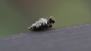 Lacewing Larvae as lichenmoss [upl. by Ruddy681]