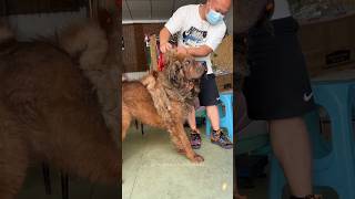 Grooming and Rescue Tibetan Mastiff Dog From Dyingg 🥺🙀 shorts pets dog trending respect animal [upl. by Michi]