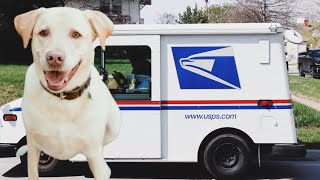 Labrador Retriever Patiently Waits Every Day To See Her Favorite Mailwoman Kristy 2212024 [upl. by Llenrub126]