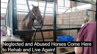 Neglected and Abused Horses Come Here to Heal and Get Their Life Back [upl. by Nylssej]