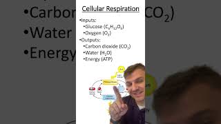 Inputs and outputs of cellular respiration [upl. by Primalia]