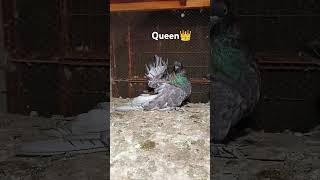 americanfaintal pigeonpigeon  queen👑 lakka kabutar [upl. by Asaert257]