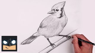 How To Draw a Bluejay  YouTube Studio Sketch Tutorial [upl. by Anikahs]