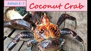 Coconut Crab Birgus latro  The Largest Land Crab in the World [upl. by Dianna]