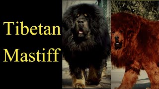 Tibetan Mastiff [upl. by Herson561]