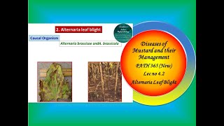 19 PATH 365 New Lec no 42 MustardAlternaria blightdisease [upl. by Sibbie629]