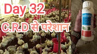 CRD से परेशान।।crd का सफल उपचार।। poultry farming।।day 32 [upl. by Annyahs176]