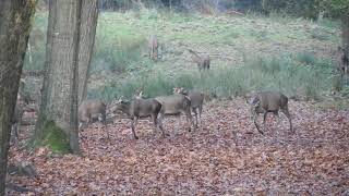 Hindes met kalveren in de bossen van het Eperholt  12112024 [upl. by Karb]