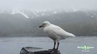 A Friendly Snowy Sheathbill Visits our Ship  Antarctica Birding Cruise Tour [upl. by Leinaj]