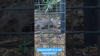 Jaguarundi at a cat sanctuary wildlife cats jaguarundi animals [upl. by Odrarebe183]