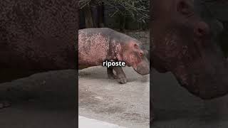 Hippopotame vs Crocodile Qui Gagne [upl. by Ainocal52]