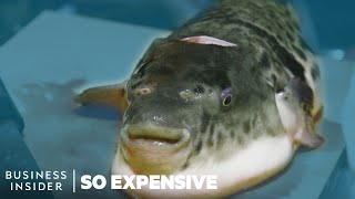 Why Puffer Fish Is So Expensive  So Expensive [upl. by Berard]