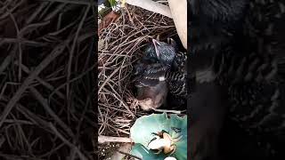 Common myna Birds bring crickets to feed their three young at the nest [upl. by Prevot]