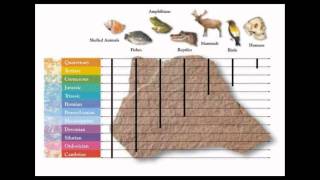 This is Why Every Scientist Accepts Evolution [upl. by Urdna26]