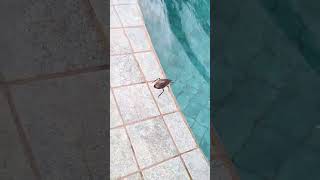 LAGOSTA DE PISCINA QUE BICHO É ESSE BELOSTOMA BARATA DÁGUA [upl. by Ashley890]