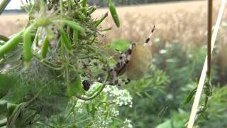 Araneus Quadratus Czech Republic [upl. by Raseta86]