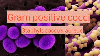 Staphylococcus aureus in urduhindi [upl. by Janene]