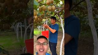 Harvesting kiwifruit sonasmr [upl. by Biagi]