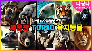 싸움짱 육지동물 TOP10💥  나랑나 동물사전 [upl. by Shotton]